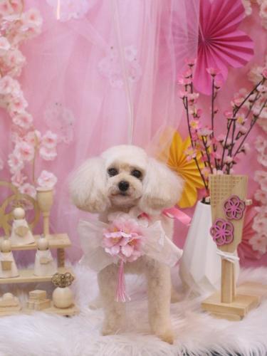 20250311リコちゃん